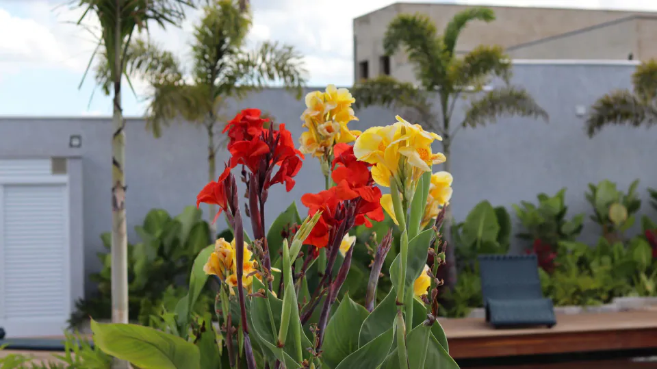 Jardim com flores e folhagens ao lado de piscina