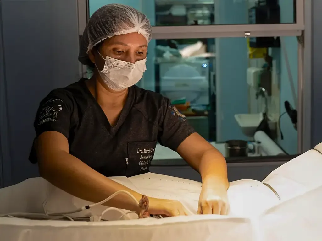 Profissional durante procedimento veterinário