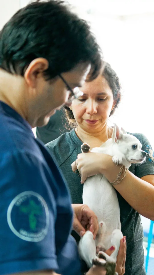 Profissionais atendendo um gato
