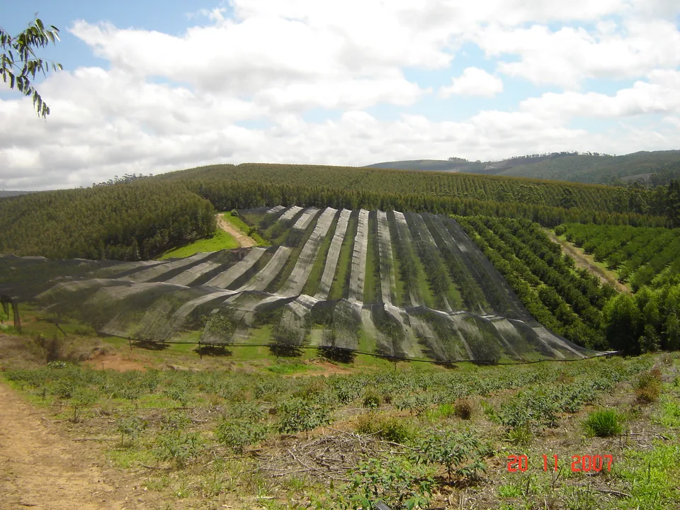 Plantação de caqui no Sítio Rio Bonito, na zona rural de Pilar do Sul, São Paulo.