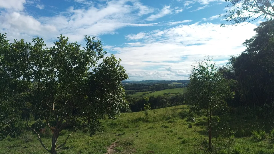 Pastagem com árvores na zona rural de Sarapuí, São Paulo.