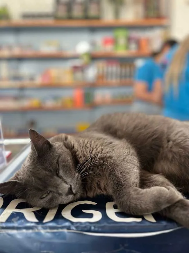 Gato deitado sobre uma embalagem na loja