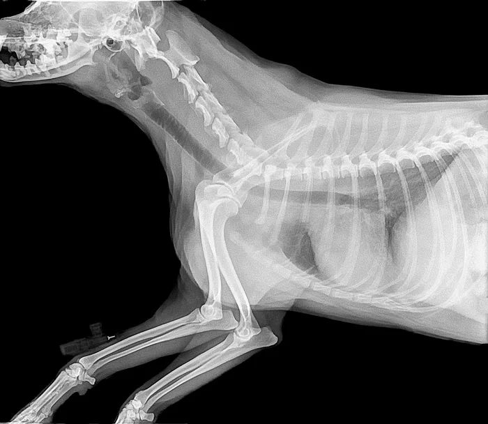 Foto de Pronto Socorro Veterinário São Francisco