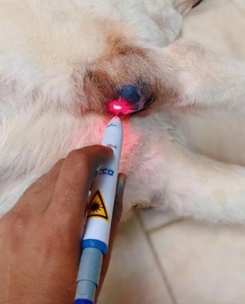Foto de Rab Clínica Veterinária