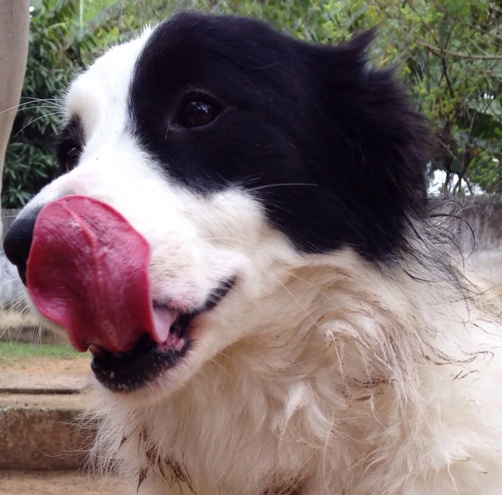 Foto de Zé Cães Adestramento e Hospedagem