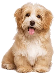 Foto de Completa Clínica Veterinária & Pet Shop