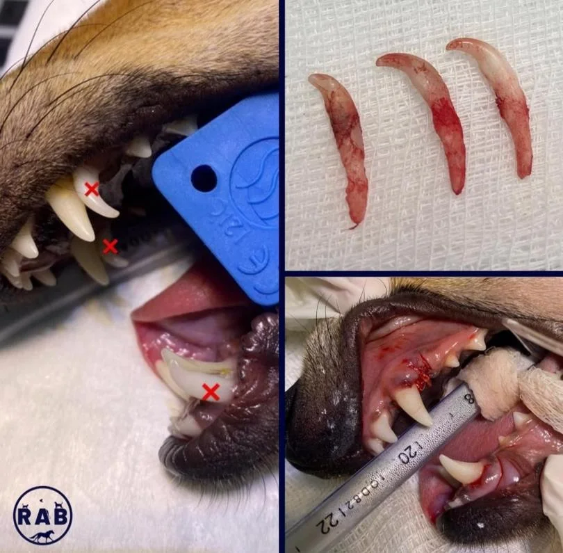 Foto de Rab Clínica Veterinária