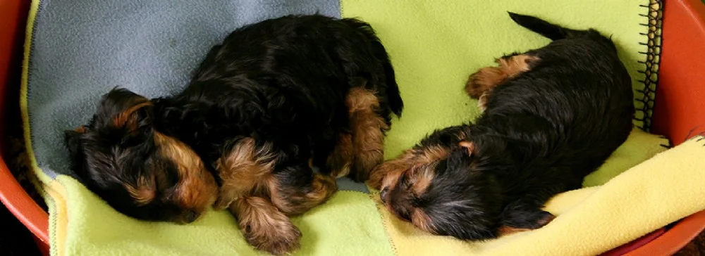 Foto de Zé Cães Adestramento e Hospedagem