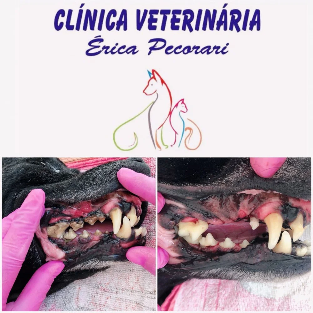 Foto de Clínica Veterinária Érica Pecorari