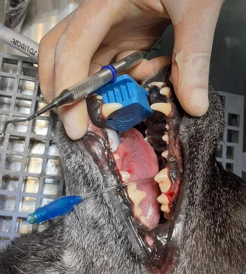 Foto de Rab Clínica Veterinária