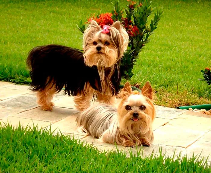 Foto de Mascott & Cia Clínica Veterinária