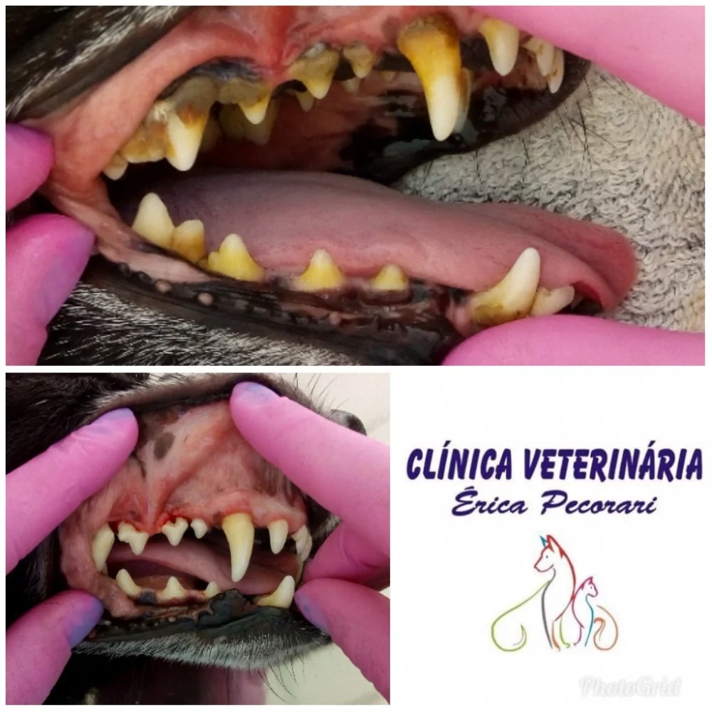 Foto de Clínica Veterinária Érica Pecorari